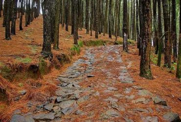  Swiss Dale Residency